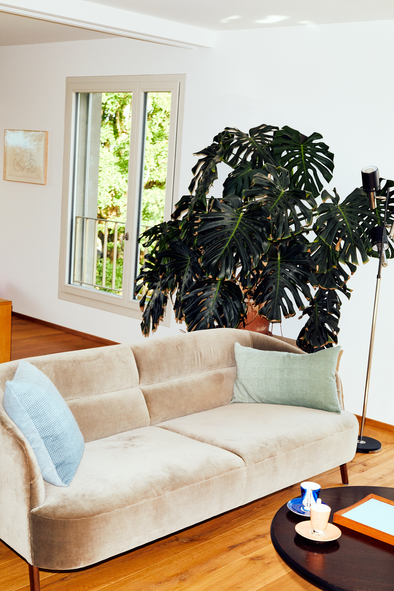 Wohnzimmer mit beigem Samtsofa, großer Pflanze und weißem Fenster